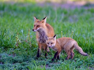 Preview wallpaper fox, cub, predator, animal, grass