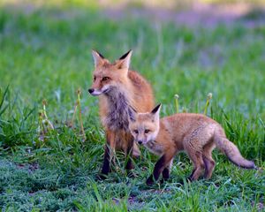 Preview wallpaper fox, cub, predator, animal, grass