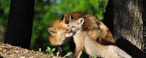 Preview wallpaper fox, cub, timber, care, light