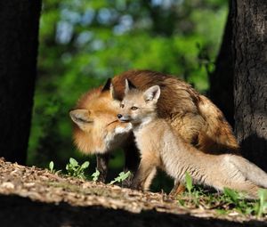 Preview wallpaper fox, cub, timber, care, light