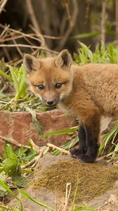 Preview wallpaper fox, cub, young fox, grass