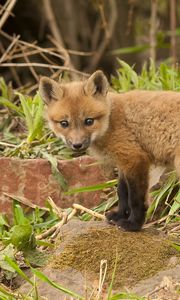 Preview wallpaper fox, cub, young fox, grass