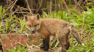 Preview wallpaper fox, cub, young fox, grass