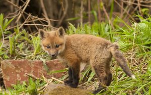 Preview wallpaper fox, cub, young fox, grass