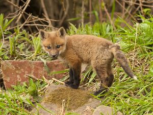 Preview wallpaper fox, cub, young fox, grass