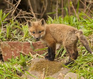 Preview wallpaper fox, cub, young fox, grass