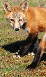 Preview wallpaper fox, cubs, foxes, couple, grass