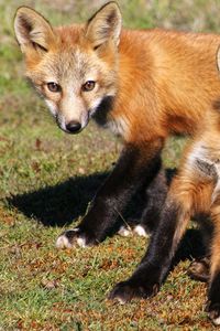 Preview wallpaper fox, cubs, foxes, couple, grass