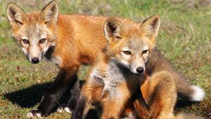 Preview wallpaper fox, cubs, foxes, couple, grass