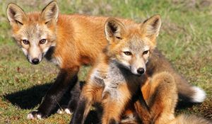 Preview wallpaper fox, cubs, foxes, couple, grass