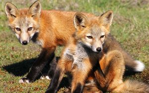Preview wallpaper fox, cubs, foxes, couple, grass
