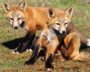 Preview wallpaper fox, cubs, foxes, couple, grass