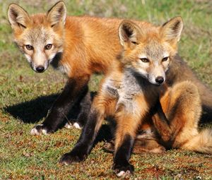 Preview wallpaper fox, cubs, foxes, couple, grass