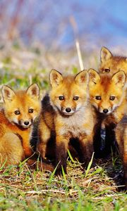 Preview wallpaper fox, cubs, grass, set, sit