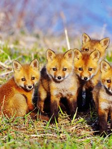 Preview wallpaper fox, cubs, grass, set, sit