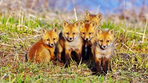 Preview wallpaper fox, cubs, grass, set, sit