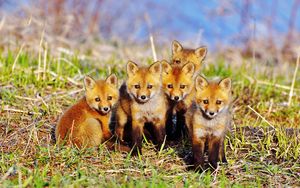 Preview wallpaper fox, cubs, grass, set, sit