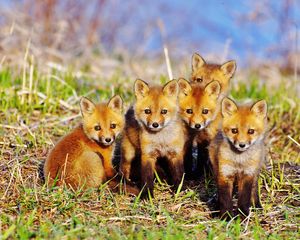 Preview wallpaper fox, cubs, grass, set, sit