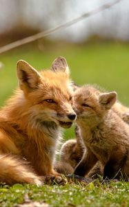 Preview wallpaper fox, cubs, mom, family, cute, wildlife