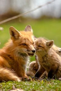 Preview wallpaper fox, cubs, mom, family, cute, wildlife