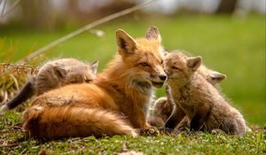 Preview wallpaper fox, cubs, mom, family, cute, wildlife