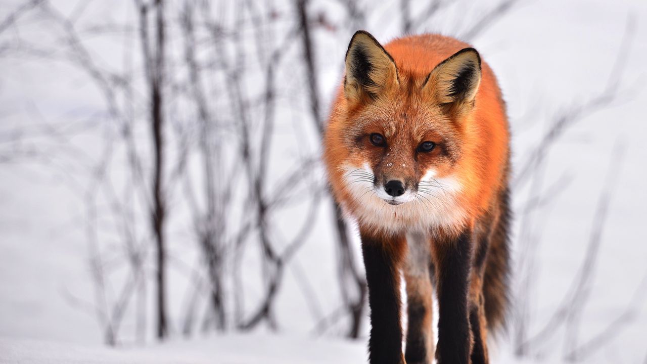 Wallpaper fox, curious, winter, looks, snow
