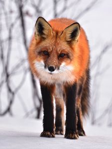 Preview wallpaper fox, curious, winter, looks, snow
