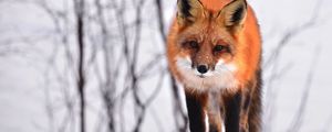 Preview wallpaper fox, curious, winter, looks, snow