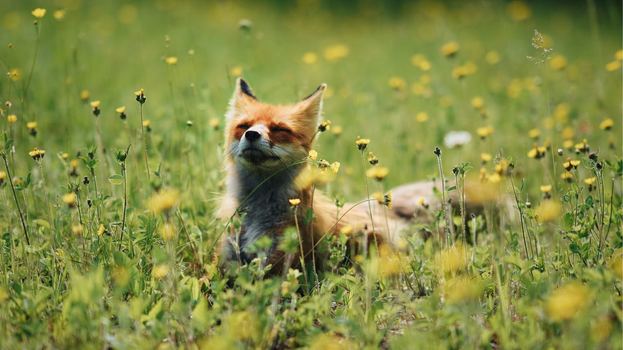 Wallpaper fox, cute, flowers, grass, animal