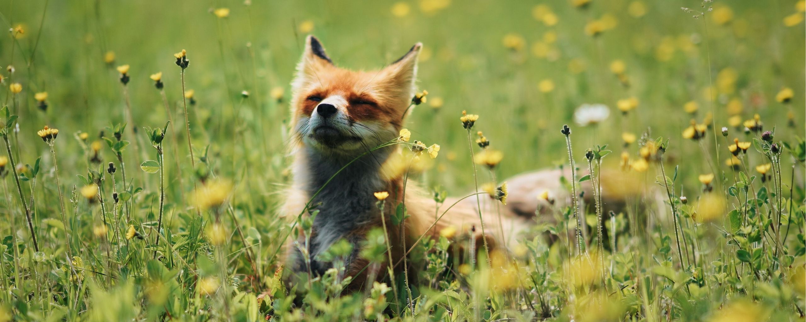 2560x1024 Wallpaper fox, cute, flowers, grass, animal