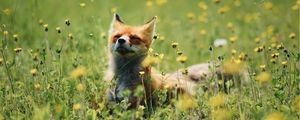 Preview wallpaper fox, cute, flowers, grass, animal