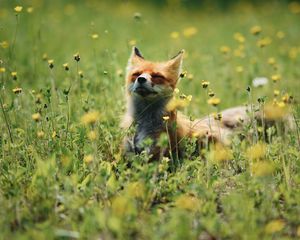 Preview wallpaper fox, cute, flowers, grass, animal