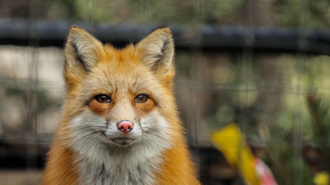 Wallpaper fox, cute, predator, face