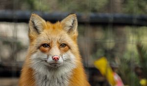 Preview wallpaper fox, cute, predator, face