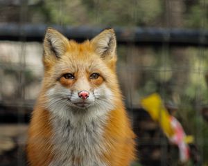 Preview wallpaper fox, cute, predator, face