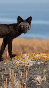 Preview wallpaper fox, dark, moss, rocks, grass