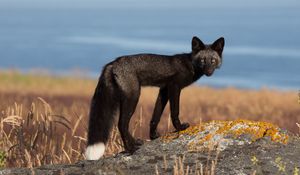 Preview wallpaper fox, dark, moss, rocks, grass