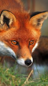 Preview wallpaper fox, eyes, grass, fluffy