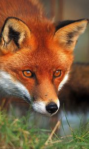 Preview wallpaper fox, eyes, grass, fluffy