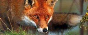 Preview wallpaper fox, eyes, grass, fluffy