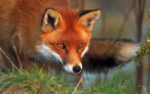 Preview wallpaper fox, eyes, grass, fluffy