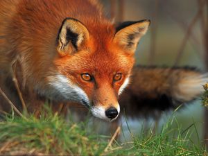 Preview wallpaper fox, eyes, grass, fluffy