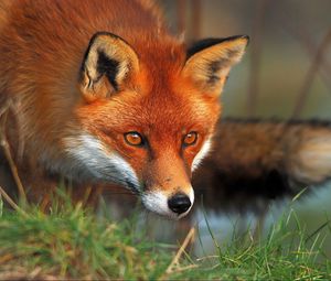 Preview wallpaper fox, eyes, grass, fluffy