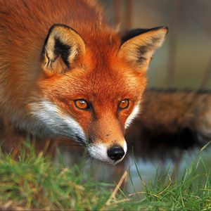 Preview wallpaper fox, eyes, grass, fluffy