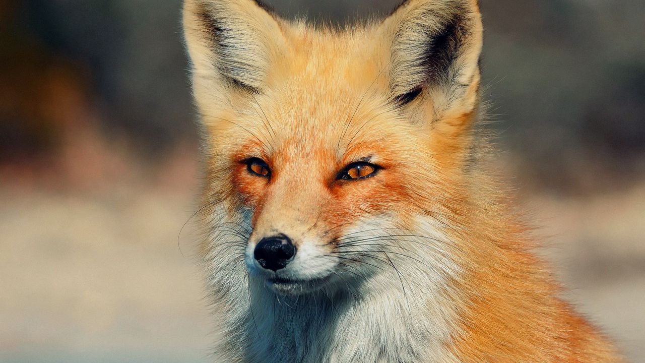 Wallpaper fox, eyes, predator