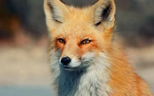 Preview wallpaper fox, eyes, predator
