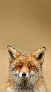 Preview wallpaper fox, face, cute, blurring