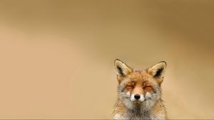 Preview wallpaper fox, face, cute, blurring