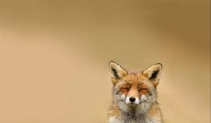 Preview wallpaper fox, face, cute, blurring