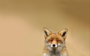 Preview wallpaper fox, face, cute, blurring